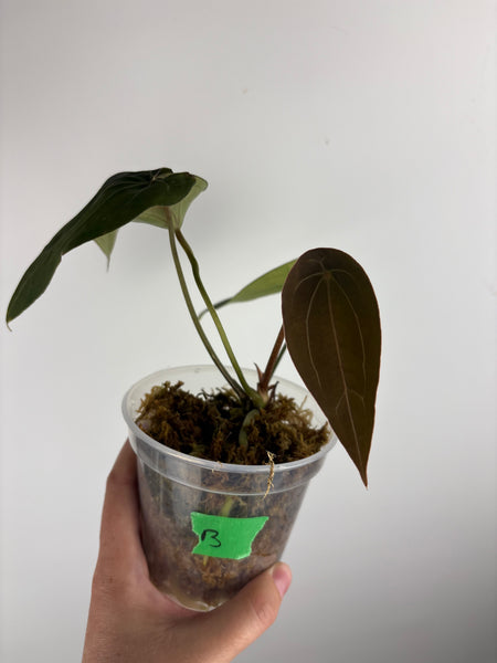 Anthurium red spider B