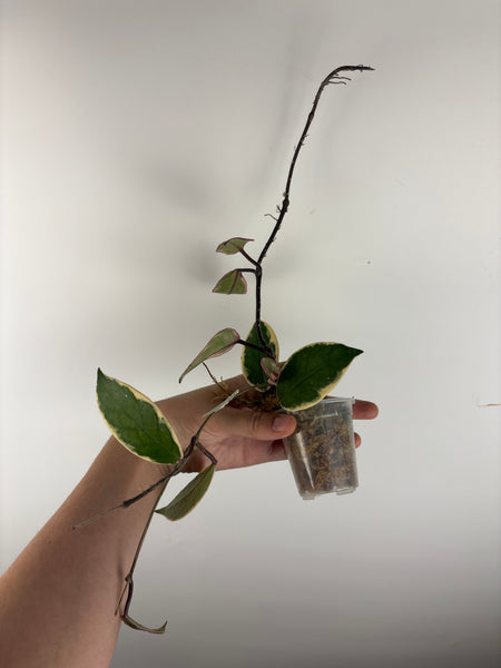 Hoya flamingo dream A