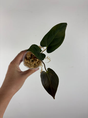 Anthurium AOS x blue papi 3