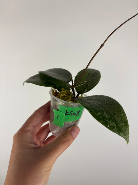 Hoya KSB08 silver 1