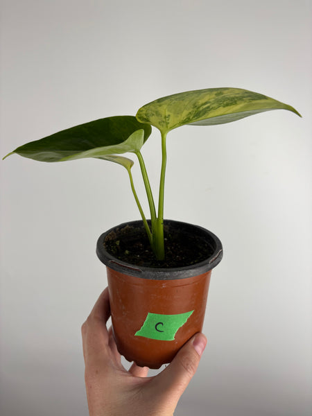 Monstera Yellow Marilyn C