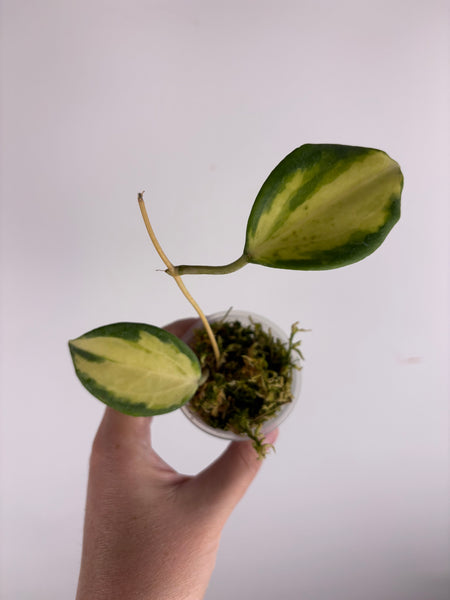 Hoya merrillii variegated