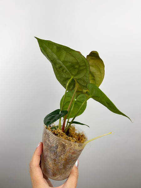 Anthurium Papillilaminum x Red dark phoenix (Thailand)