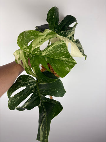 Monstera albo 8