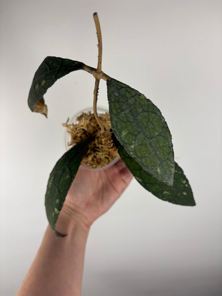 Hoya Clemensiorum crocodile splash B