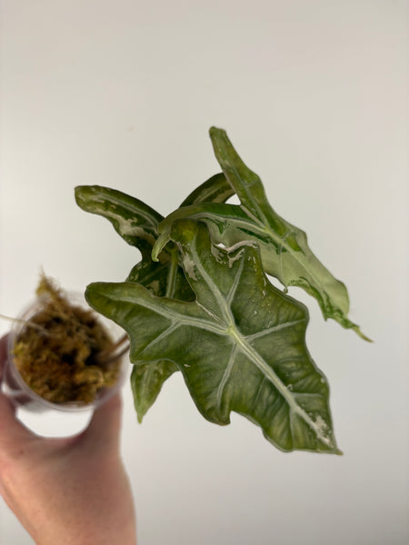 Alocasia nobilis variegated (From Korea)