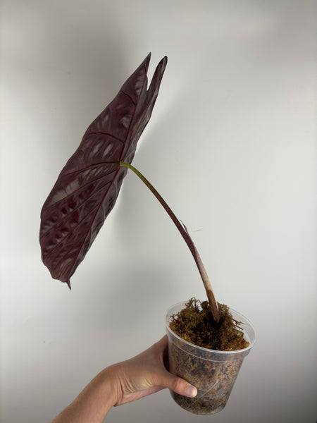 alocasia suhirmaniana 2