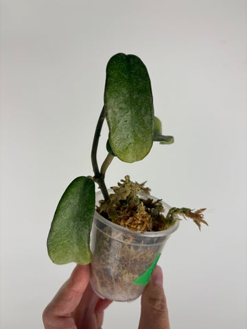Hoya grey ghost