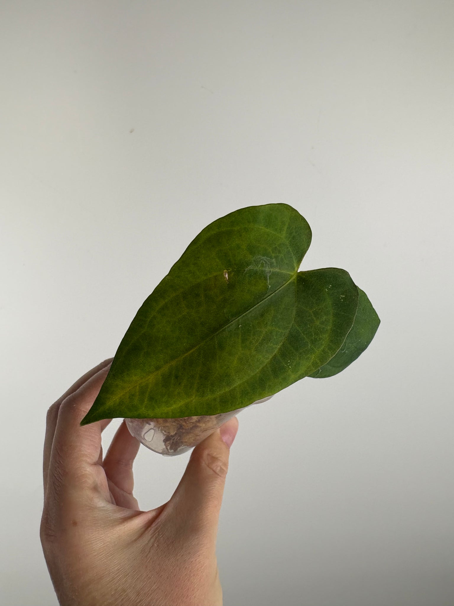 Anthurium Dark Pheonix seed D as is