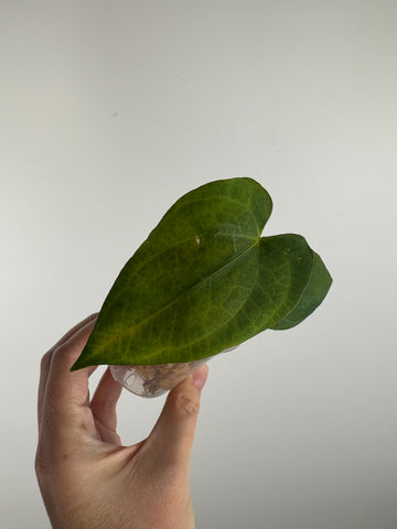 Anthurium Dark Pheonix seed D as is