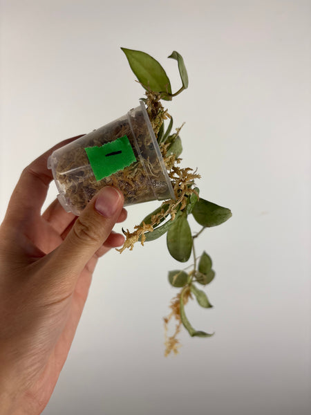 Hoya lacunosa sulcata 1