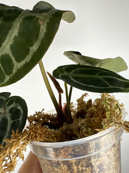 Anthurium black crystallinum 2