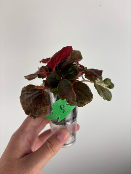 begonia cucullata pink reverted B