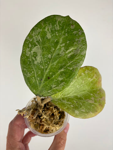 Hoya Michele splash
