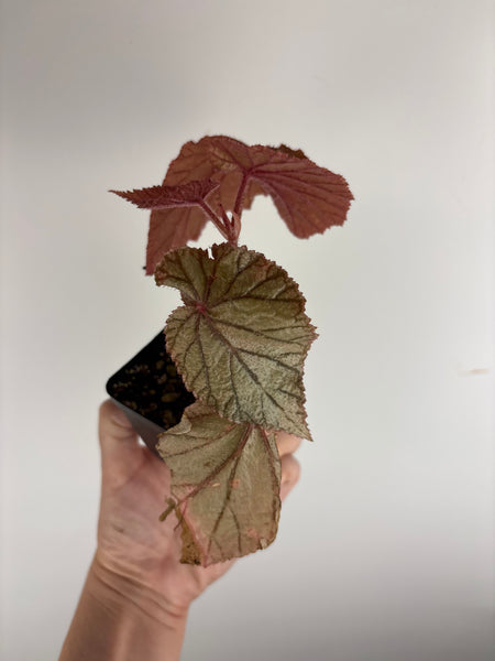 Begonia U093