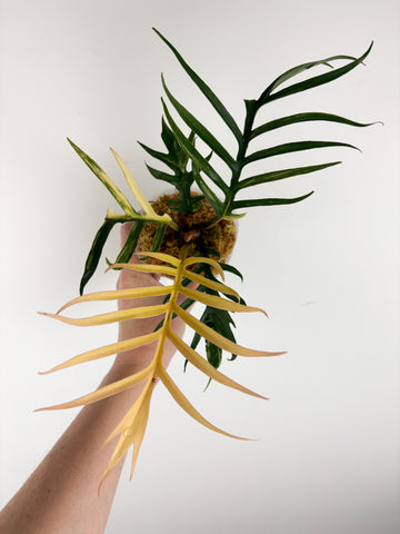 Philodendron tortum variegated