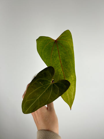 Anthurium papillilaminum Red stem x portillae Indonesia F as is