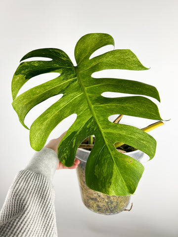 Monstera mint - large plant