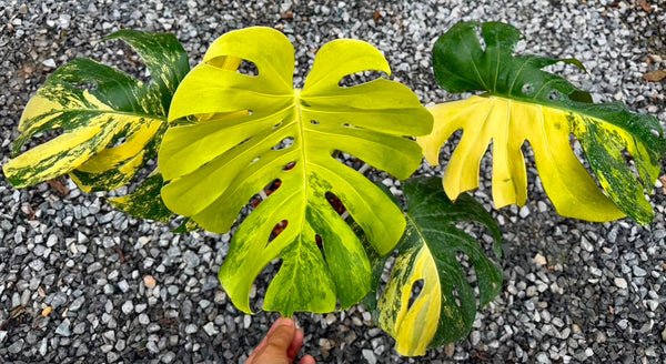Monstera deliciosa pompom (Thailand) unacclimated