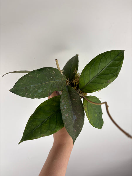 Hoya aceh dragons egg B