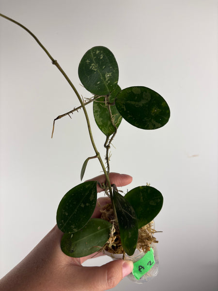 hoya elliptica splash A2