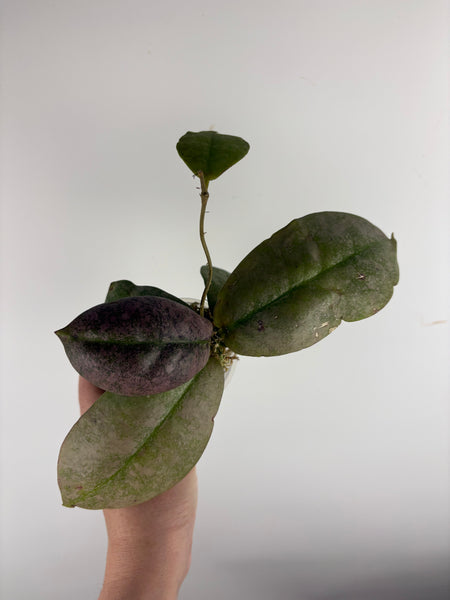 Hoya Mitrata Silver C