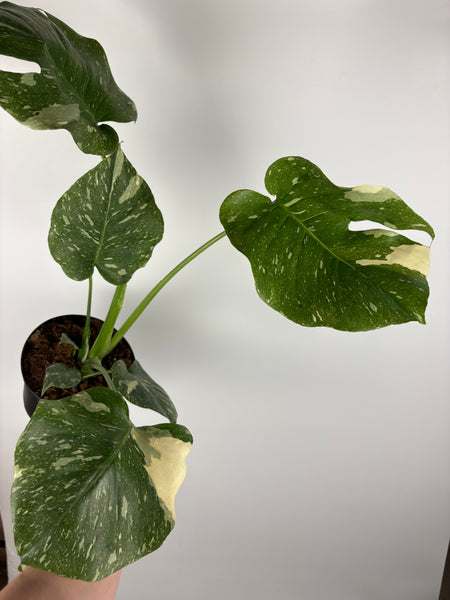 Monstera Thai constellation 6 inch G