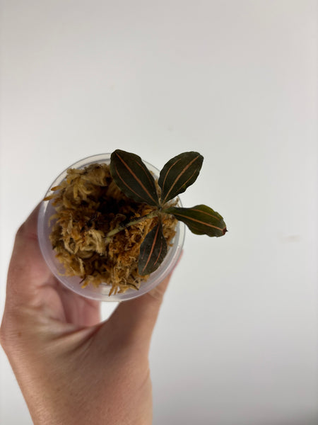 Jewel orchid sp papua A