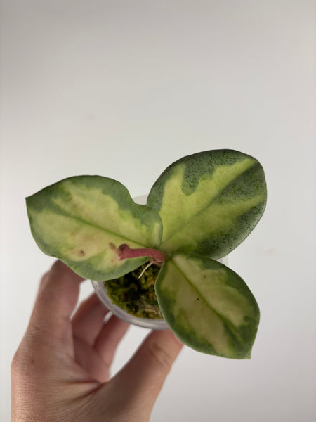 hoya argentea princess