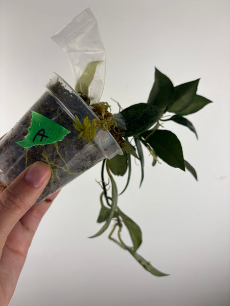 hoya lacunosa nirwana A
