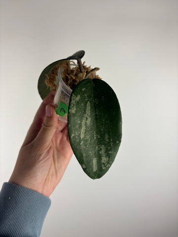 hoya latifolia snow queen A