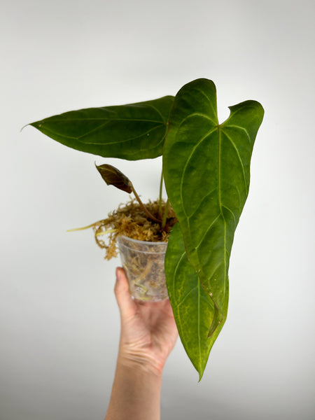 Anthurium crystallinum Dark form x papillilaminum red stem C