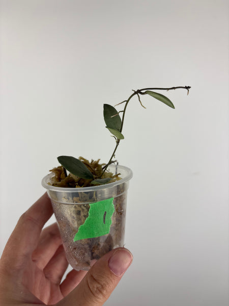 Hoya sp. Kalimantan ('Mini Coin' silver) 1