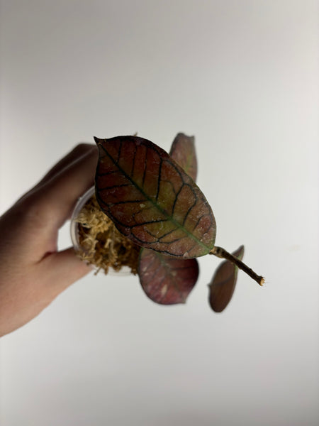 Hoya Gunung gading splash  C