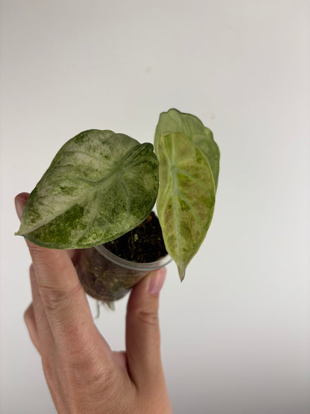 Alocasia ninja variegated