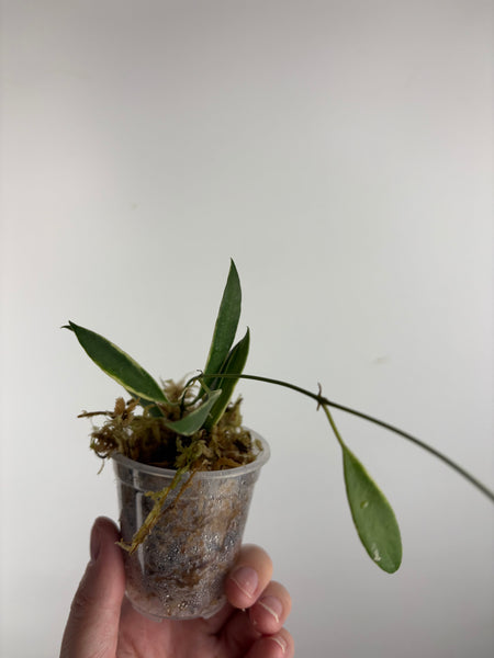 hoya tsangii albomarginata C
