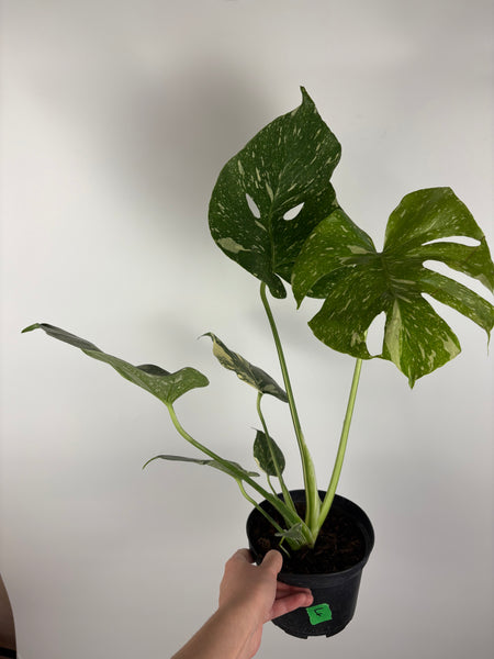 Monstera Thai constellation 6 inch F