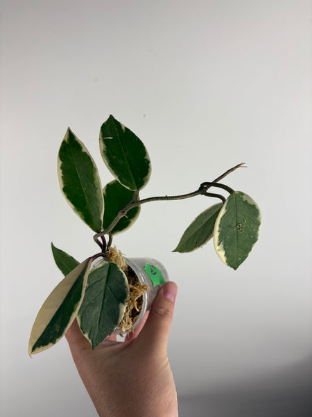 Hoya flamingo dream B