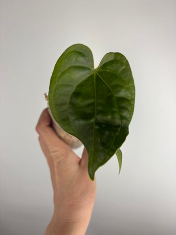 Anthurium red spider x luxurians I