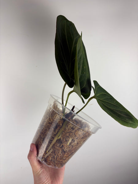 Anthurium King of Spades B large