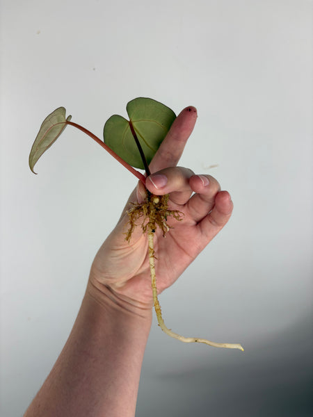 Anthurium
Carlablackiae x
Carlablackiae(Thailand)