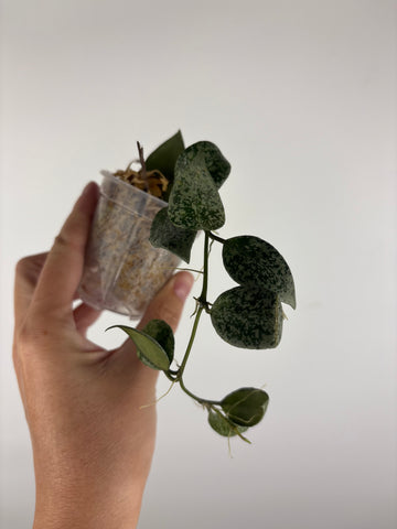 Hoya lacunosa gayung 5