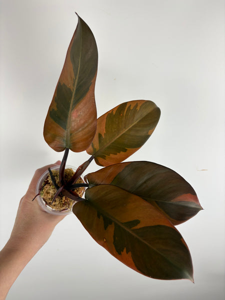 Philodendron black cardinal B