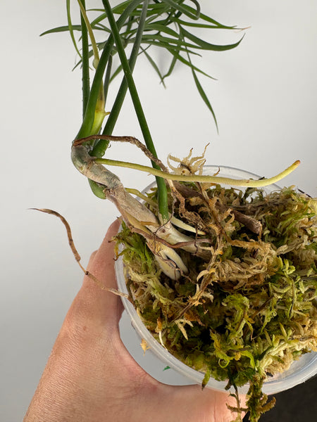 Philodendron polypodioides A