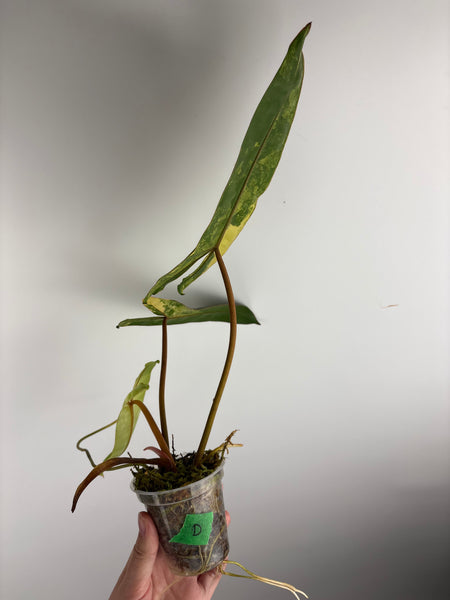 Philodendron billietiae variegated D