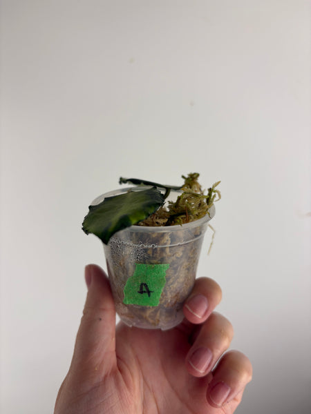 Hoya caudata variegated A