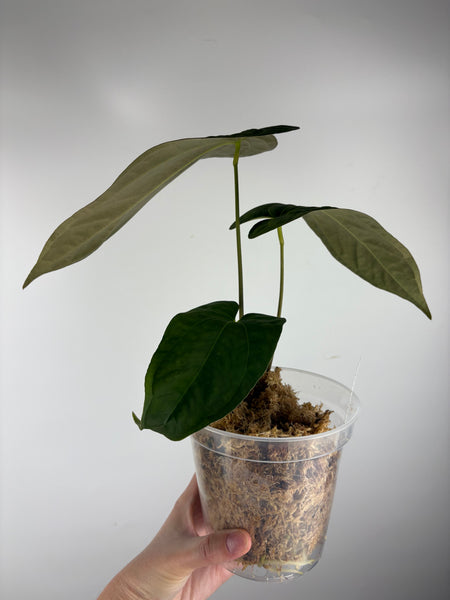 Anthurium papillilaminum (mint) x papillilaminum