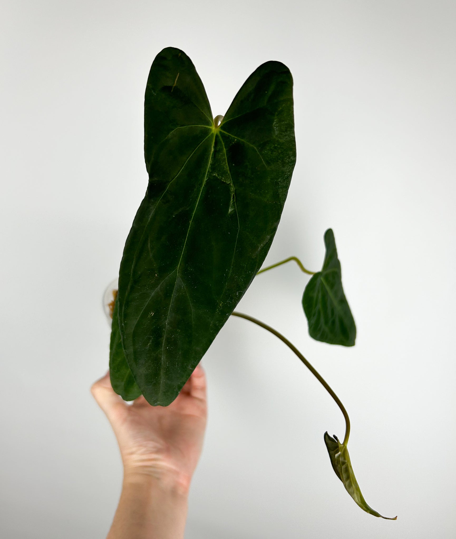 Anthurium fort sherman x fort sherman