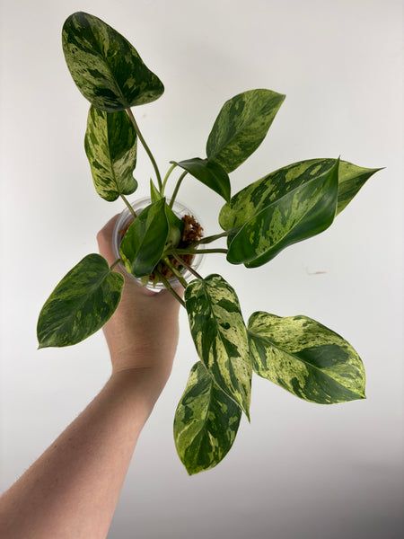 Philodendron emerald queen B