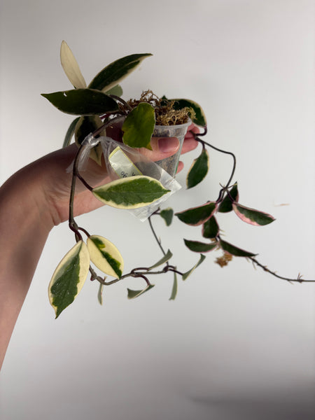 Hoya flamingo dream E